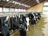 丹麦奶农采用RFID来提高产量 防止疾病