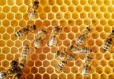 蜜蜂安装电子标签 监测农药对其影响