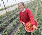 “物联网”帮农户种“聪明的草莓”