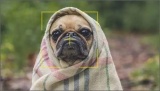 从”人脸识别”到”狗脸识别”，人工智能也要去宠物经济分杯羹？